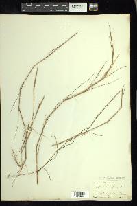 Schizachyrium tenerum image