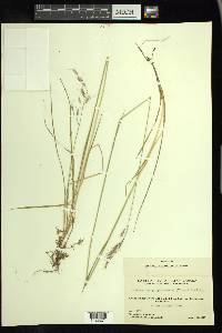 Schizachne purpurascens image