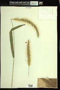 Setaria vulpiseta image