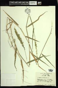 Sacciolepis striata image