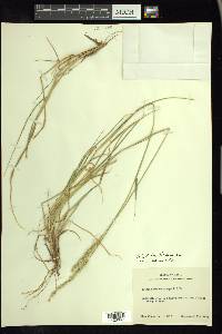 Setaria leucopila image