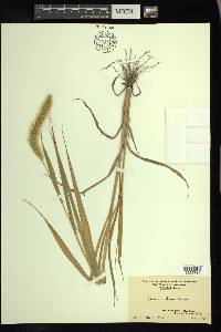 Setaria faberi image