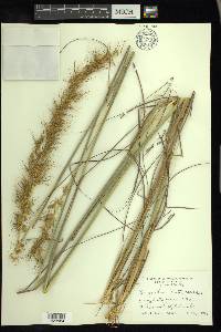 Sorghastrum elliottii image