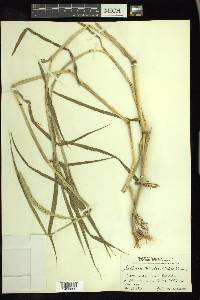 Setaria verticillata image