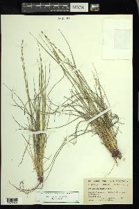 Setaria reverchonii image