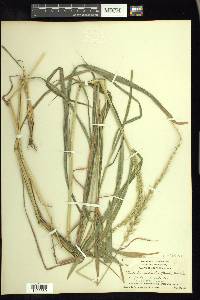 Setaria scheelei image