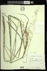 Sorghastrum elliottii image