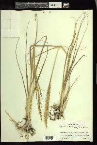 Spartina alterniflora image