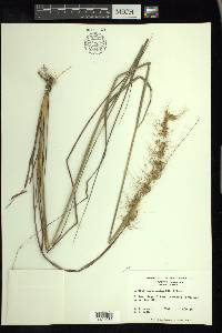 Sorghastrum secundum image