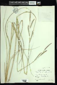 Spartina patens image