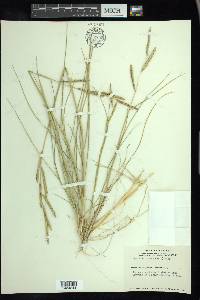 Spartina patens image