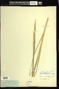 Spartina alterniflora image