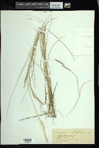 Spartina patens image