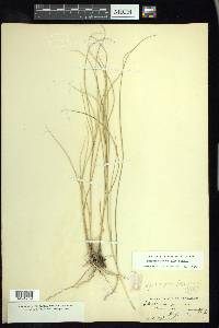 Spartina patens image