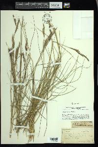 Spartina patens image