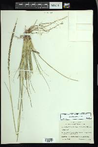 Sporobolus indicus image