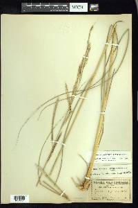 Spartina pectinata image