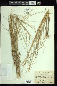 Spartina patens image