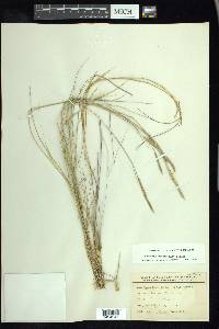 Spartina patens image