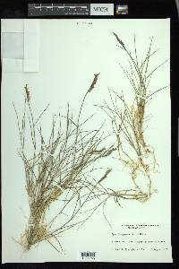 Spartina patens image