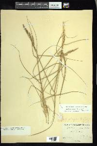 Spartina patens image