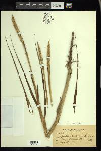 Spartina alterniflora image