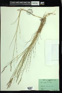 Spartina patens image