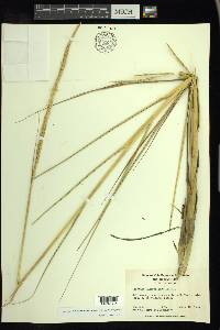 Spartina alterniflora image