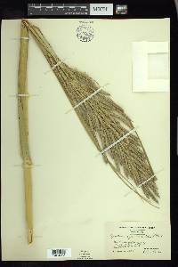 Spartina cynosuroides image