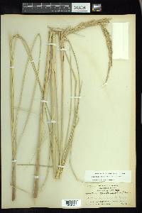 Spartina spartinae image