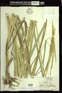 Spartina alterniflora image