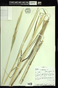 Spartina alterniflora image