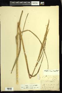 Spartina alterniflora image