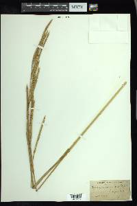 Spartina cynosuroides image