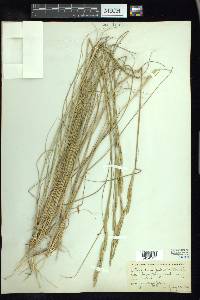 Spartina patens image