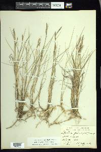 Spartina patens image