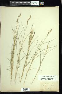 Spartina patens image