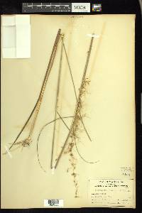 Sorghastrum secundum image