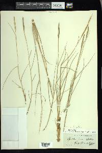 Spartina patens image