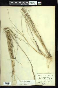 Spartina patens image