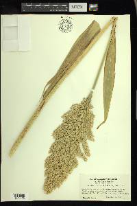 Sorghum bicolor image