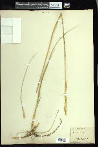 Spartina gracilis image