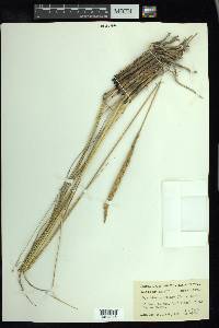 Spartina spartinae image