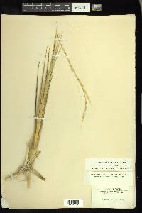 Spartina alterniflora image