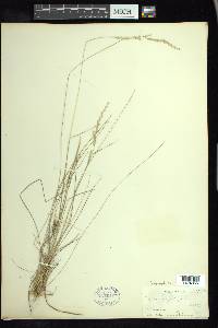 Sphenopholis filiformis image