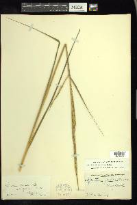 Spartina alterniflora image