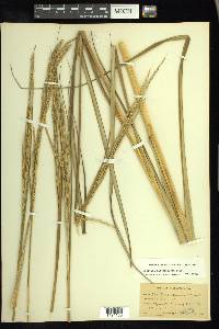 Spartina alterniflora image