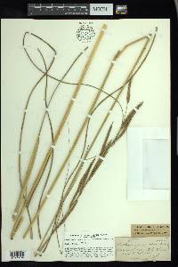 Spartina cynosuroides image