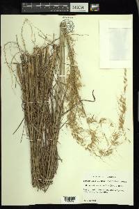 Sorghastrum secundum image