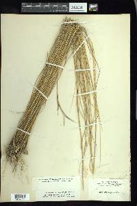 Spartina patens image